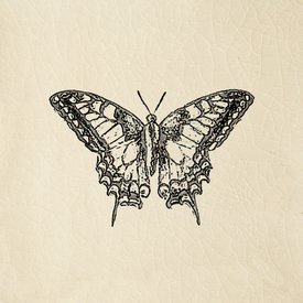 Butterfly Cream