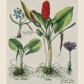 Botanical, Cream A