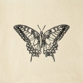 Engravings, Butterfly Cream