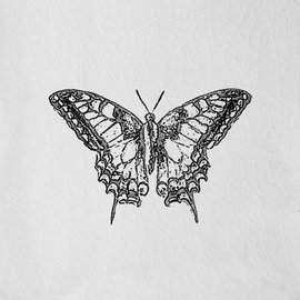 Engravings, Butterfly White