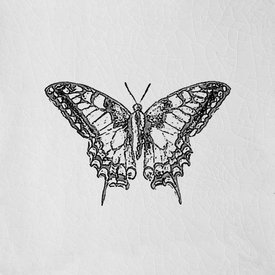 Engravings - Butterfly White