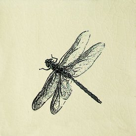 Engravings - Dragonfly Cream